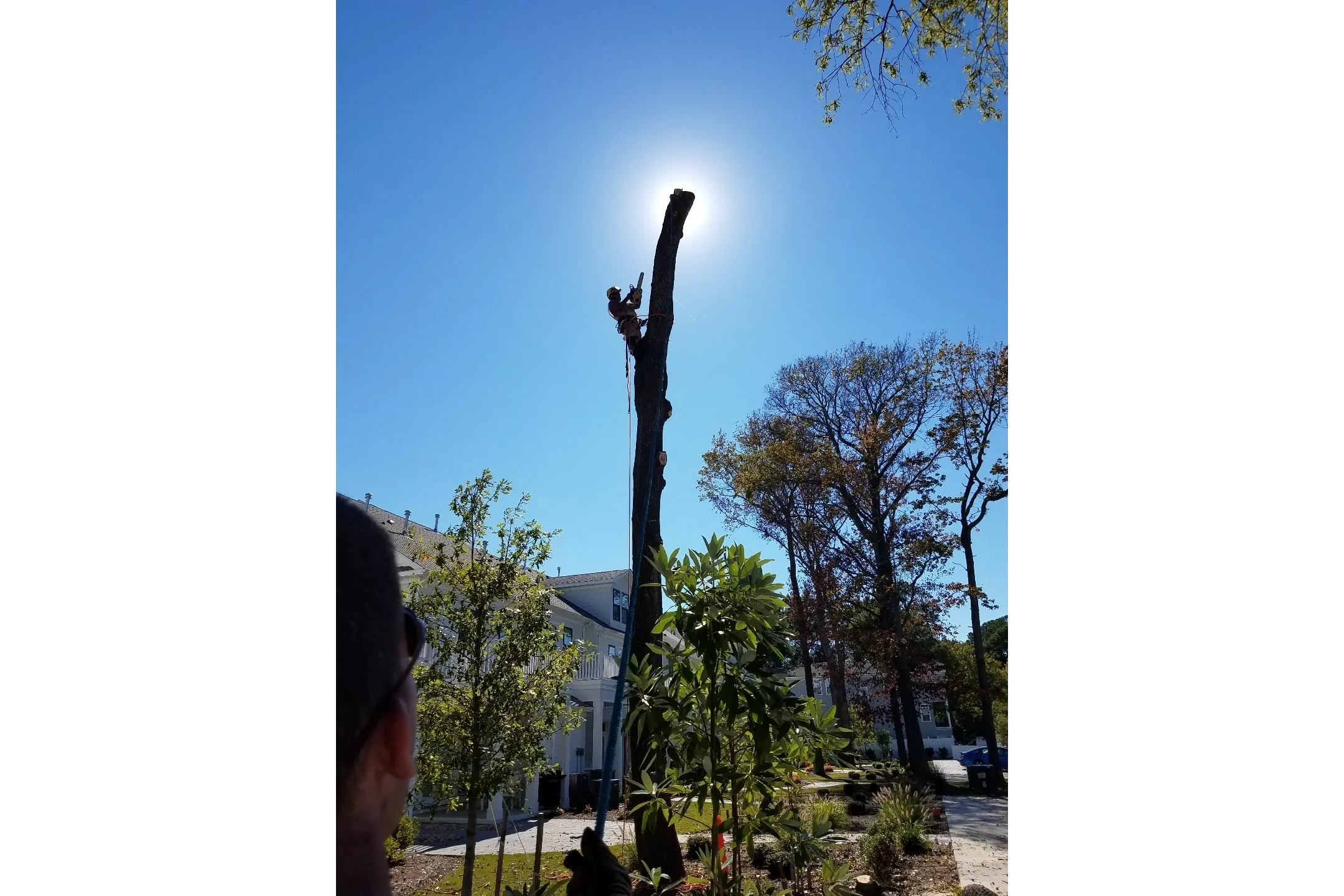 Treecycling LLC gallery 3