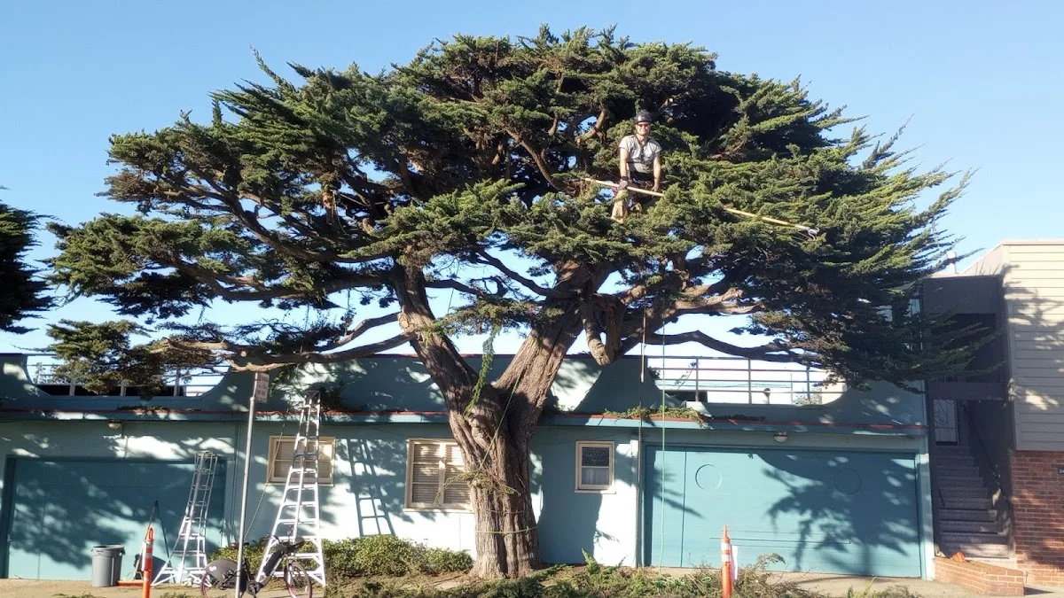 Treekeeper SF