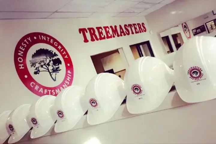 Treemasters work site