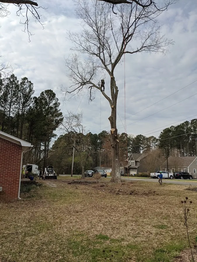 Triangle Tree Pros