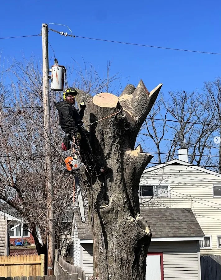 Trinity Tree Service Alexandria