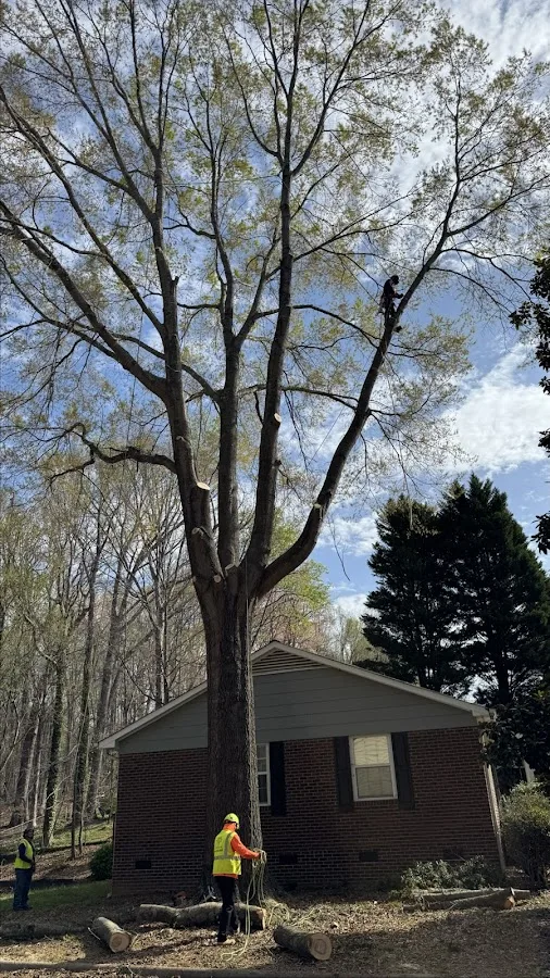 Triple A Tree Service LLC gallery 2