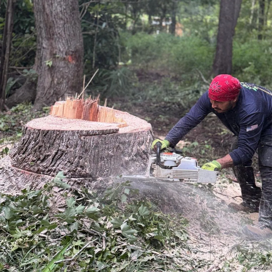 Triple A Tree Service LLC gallery 3