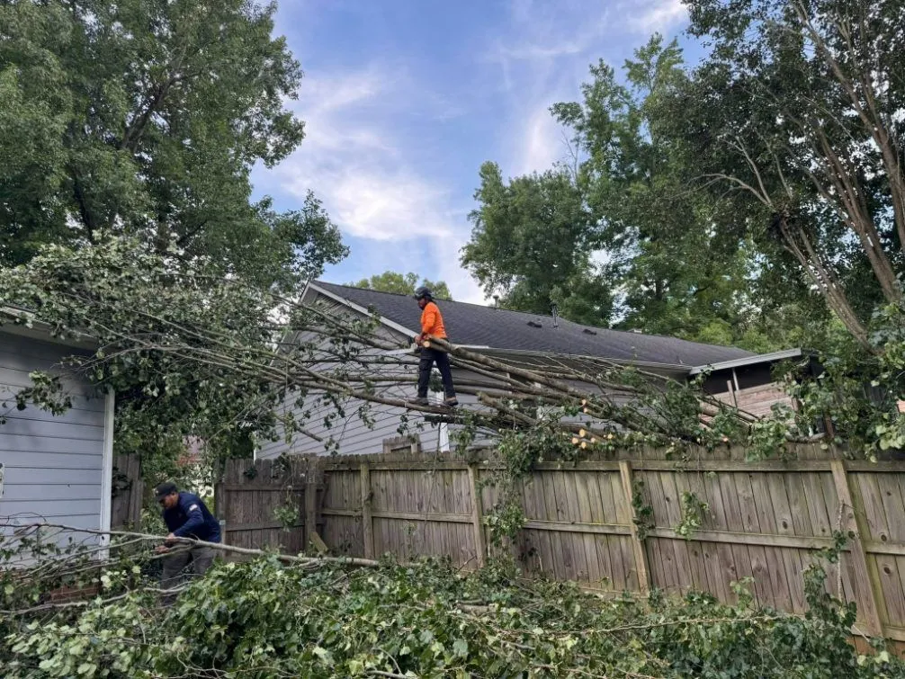 Triple A Tree Service LLC gallery 5