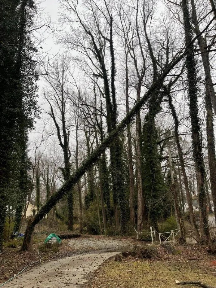 Triple A Tree Service LLC gallery 6