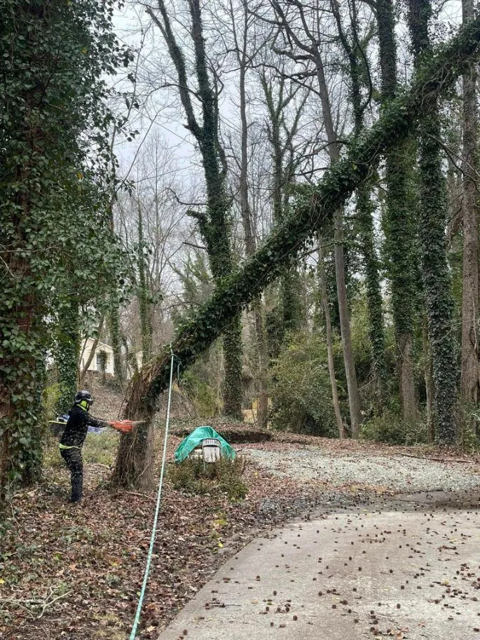 Triple A Tree Service LLC gallery 7