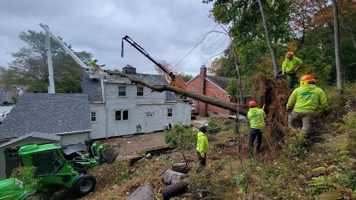 Trout Brook Arborists (West Hartford, CT): How to Match the Quote to the Tree Work You Actually Need