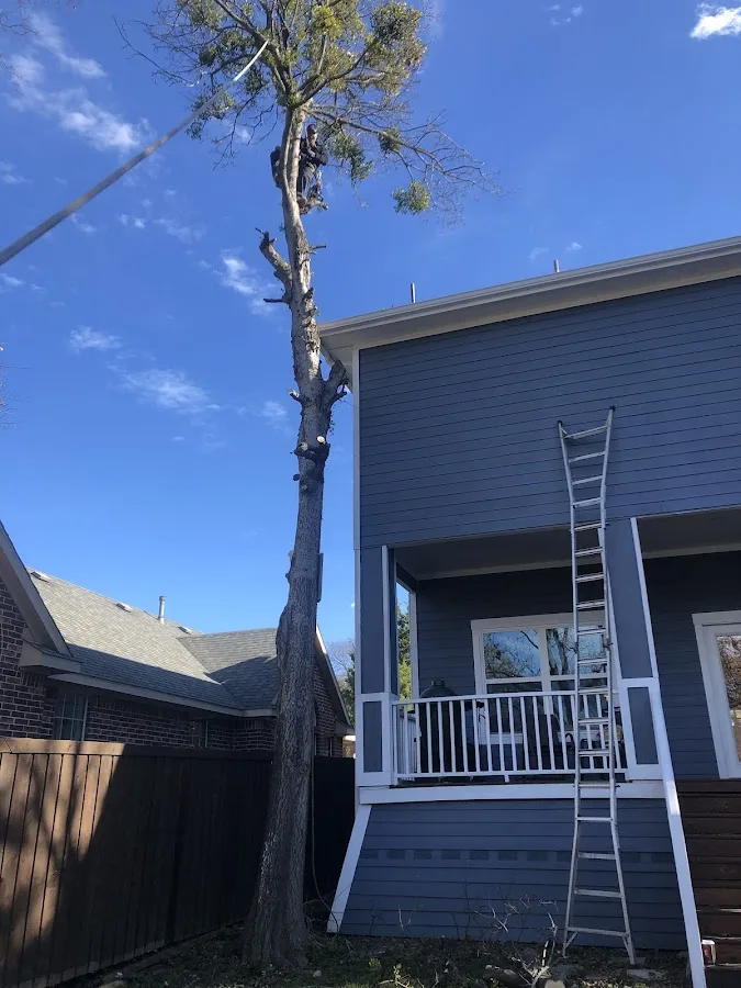 True Arbor Trees