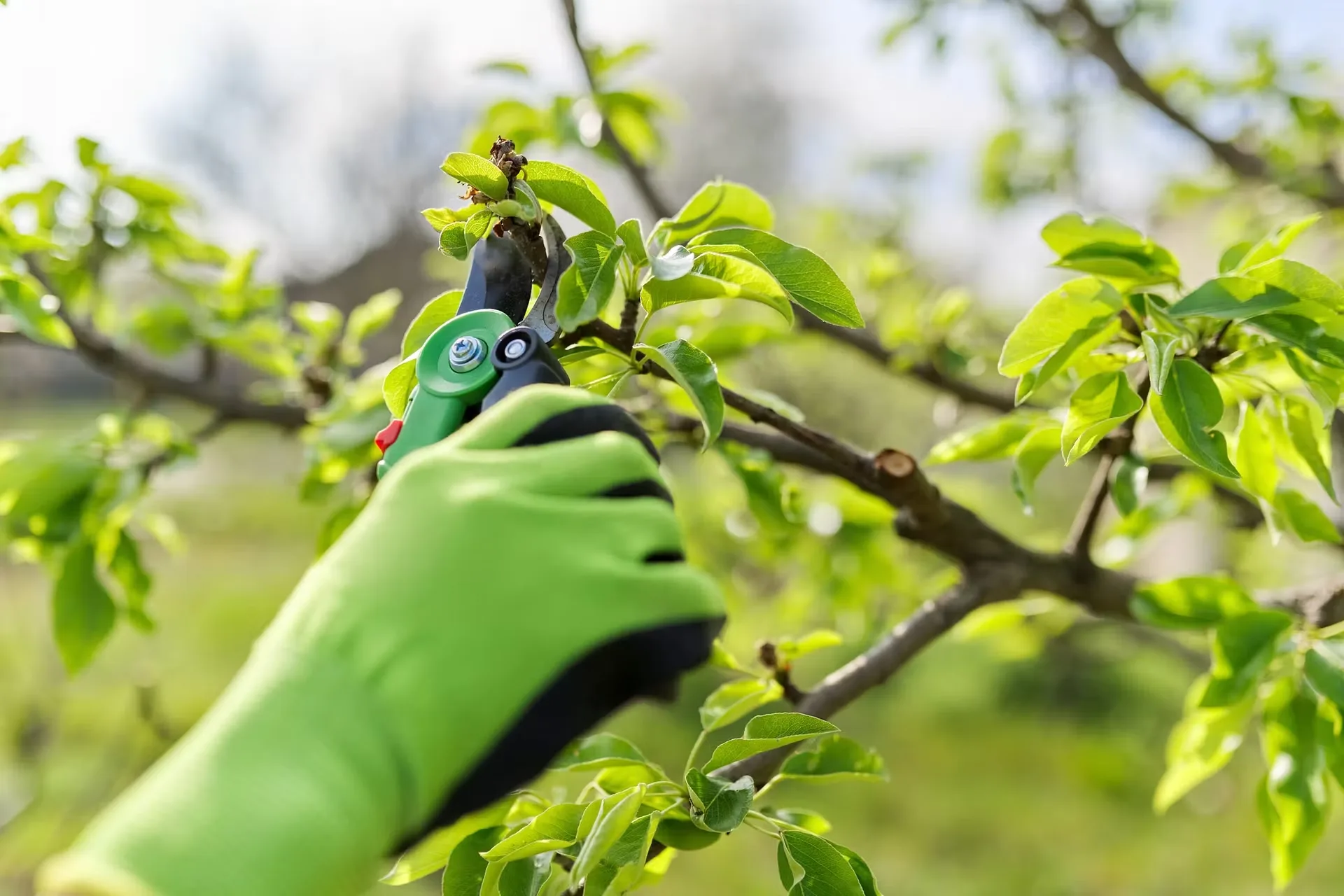 True Gen Tree Service gallery 5