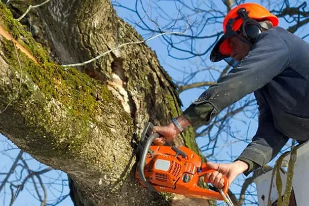 True Gen Tree Service gallery 6