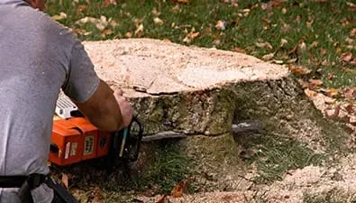 True Gen Tree Service gallery 7