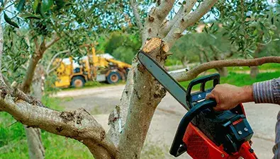True Gen Tree Service gallery 8