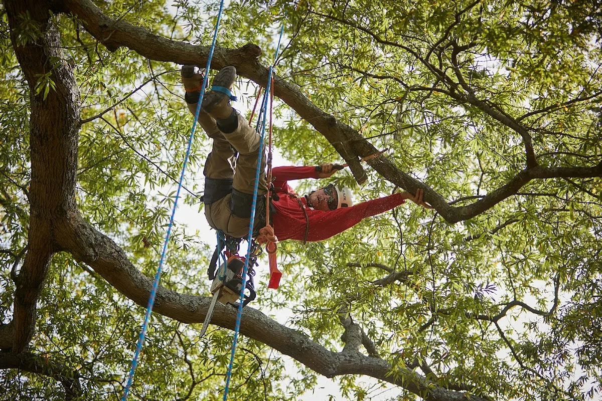 Truetimber Arborists