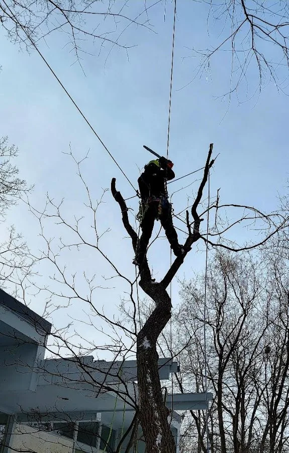 Trusted Arbor Tree Care work site