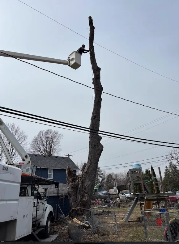 Trusted Arbor Tree Care gallery 2