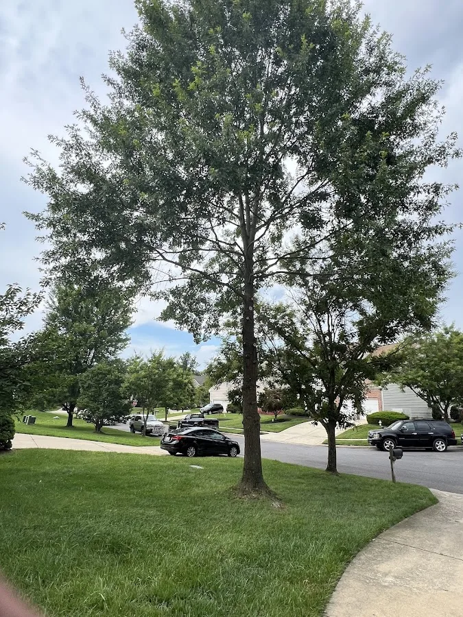 Universal Tree Expert.LLC work site