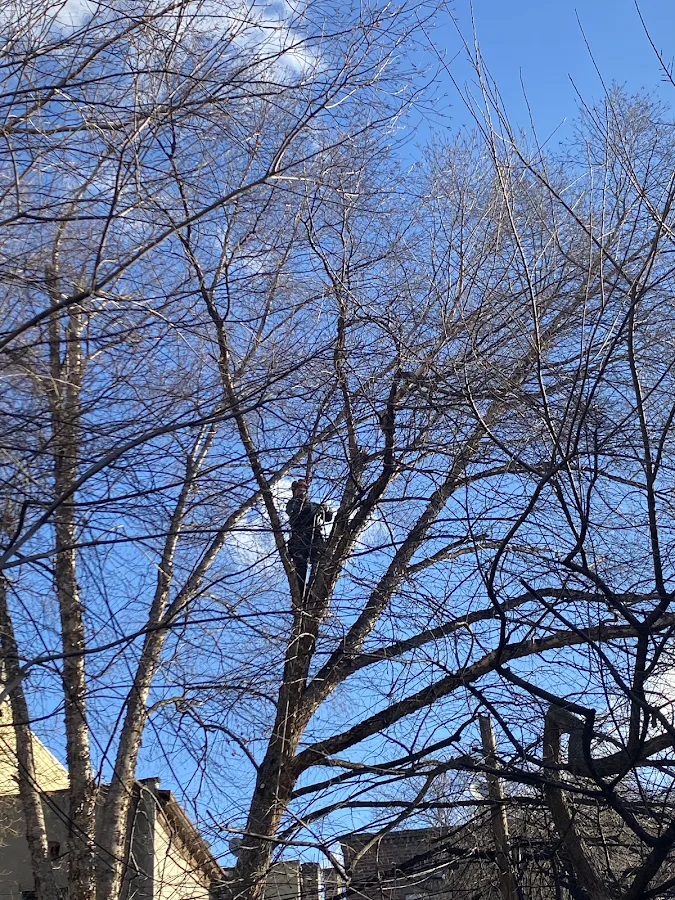 Urban Arborists BTH LLC gallery 2