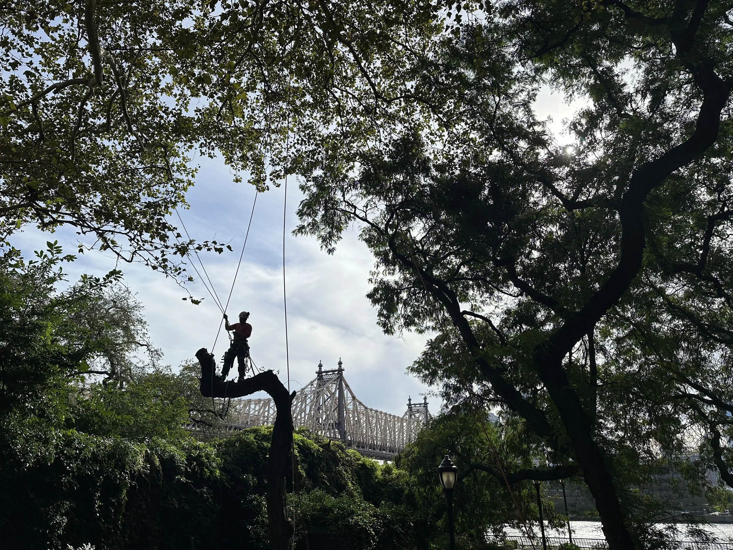 Urban Arborists BTH LLC gallery 4