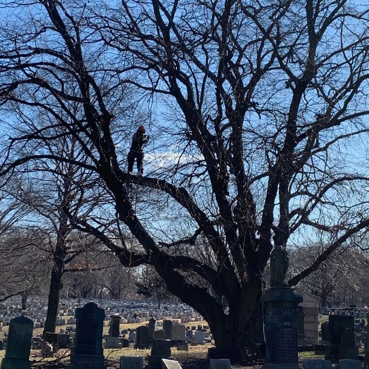 Urban Arborists BTH LLC gallery 7