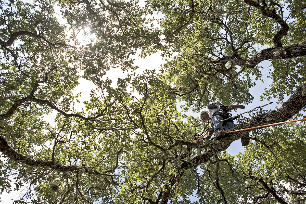 Urban Tree Company