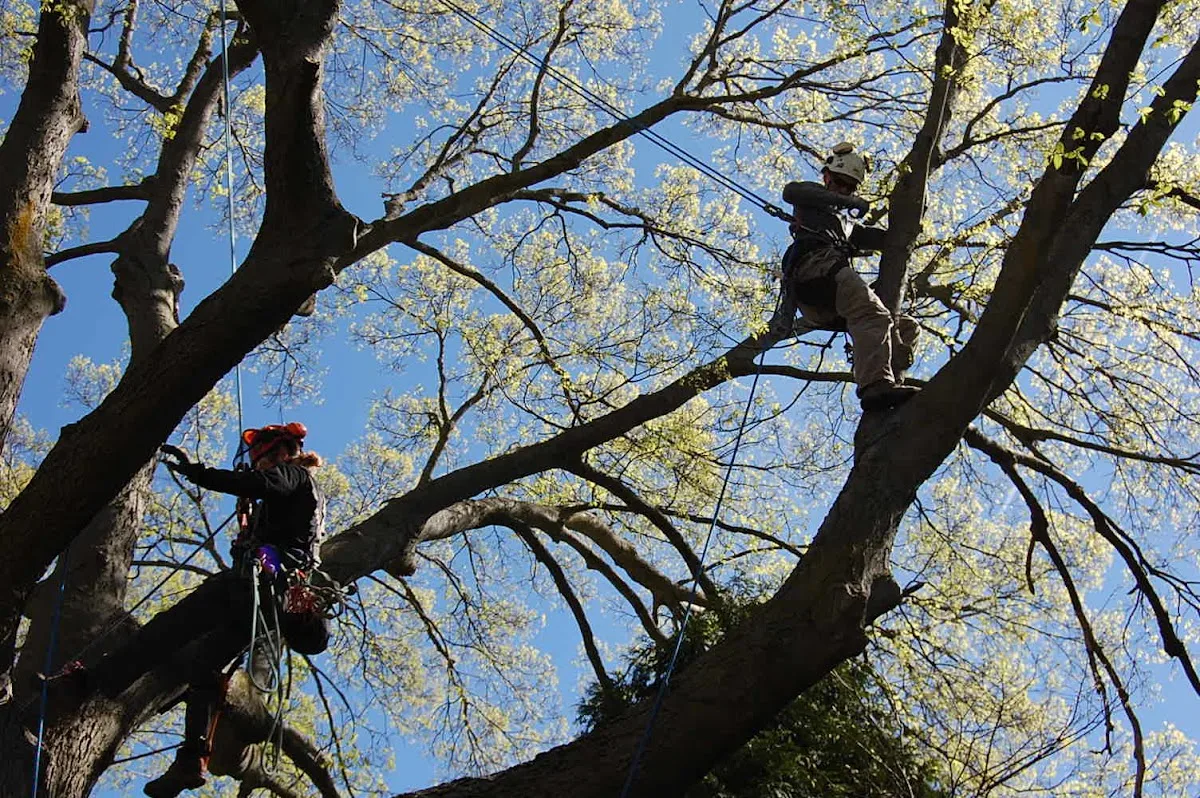 Urban Tree Management
