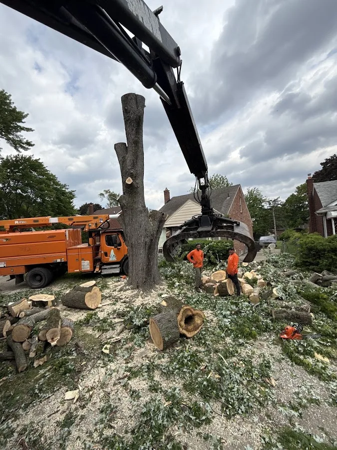 US TREE REMOVAL
