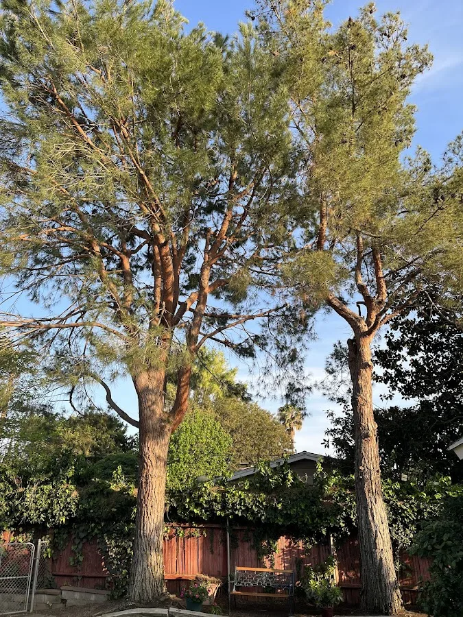 V & E Tree Service work site