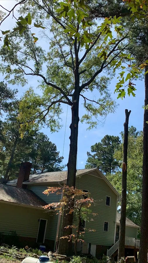 Vasquez Tree Service NC gallery 2