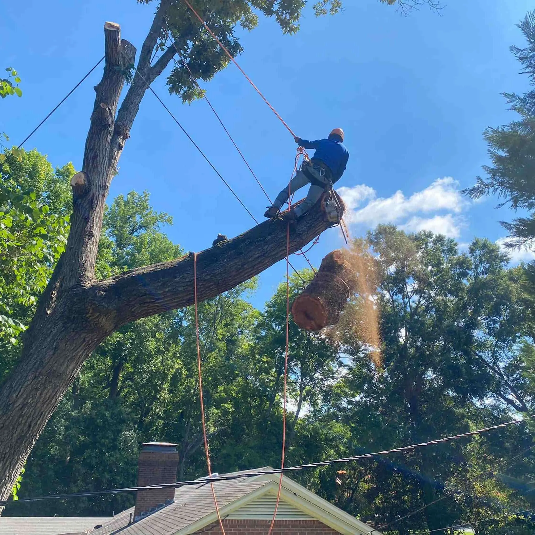 Vasquez Tree Service NC gallery 6