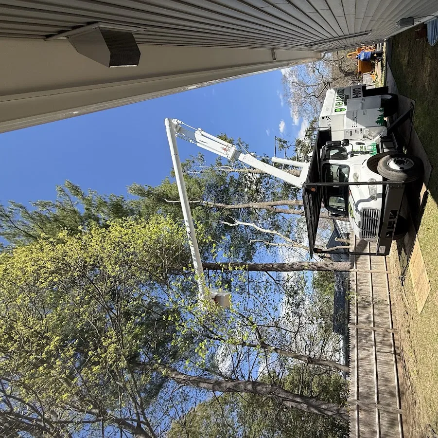 Velasquez Tree Service gallery 2