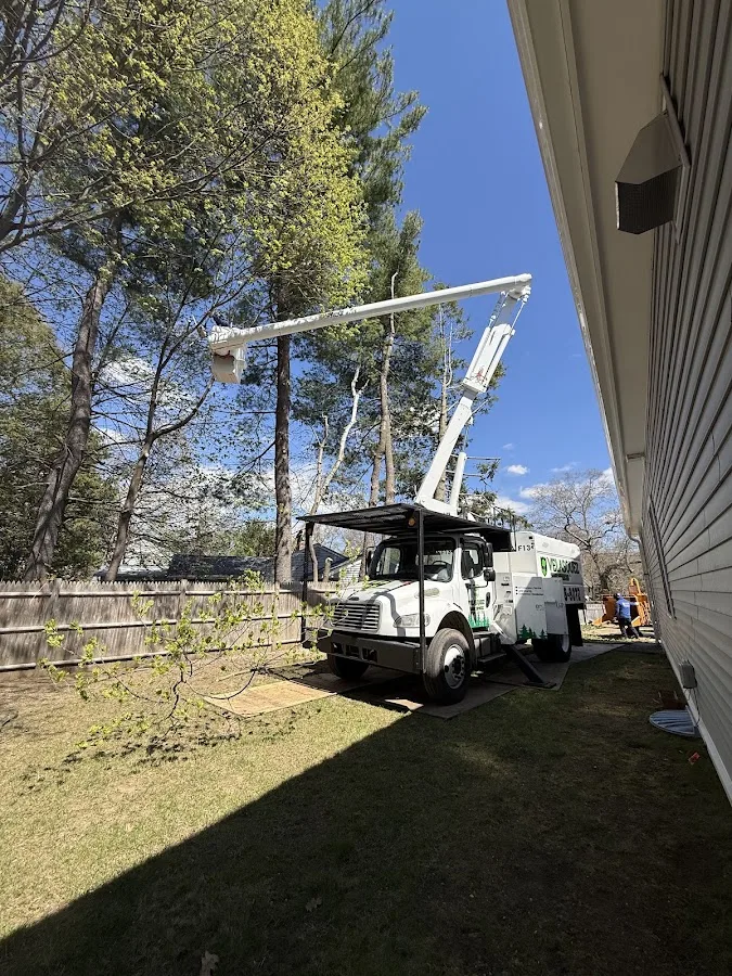 Velasquez Tree Service gallery 4