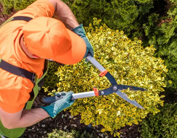 Velasquez Tree Service gallery 5