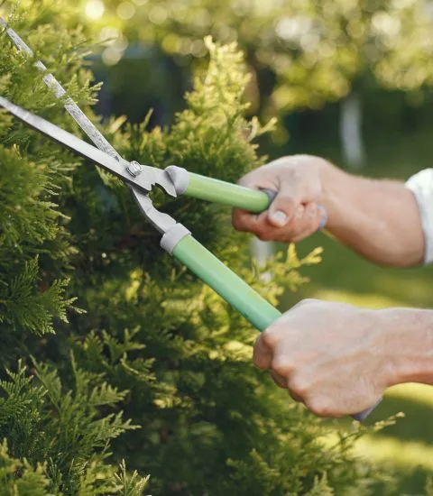 Velasquez Tree Service gallery 6