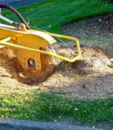 Velasquez Tree Service gallery 7
