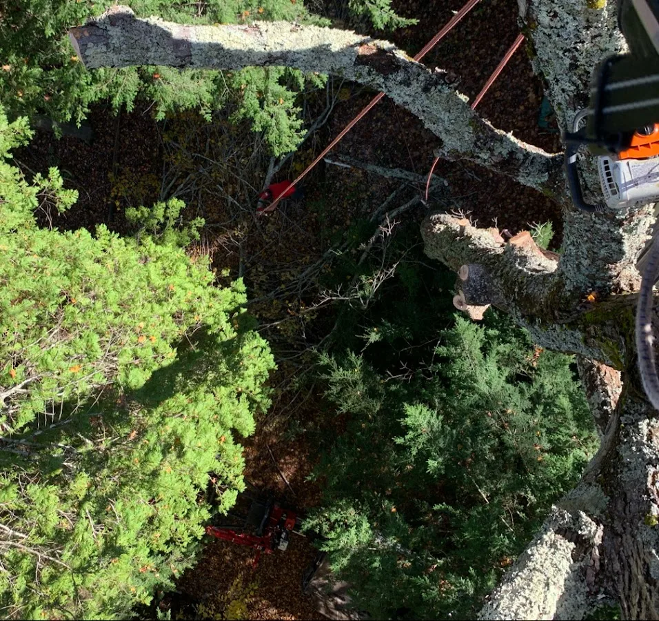Vermont Tree Climbers work site
