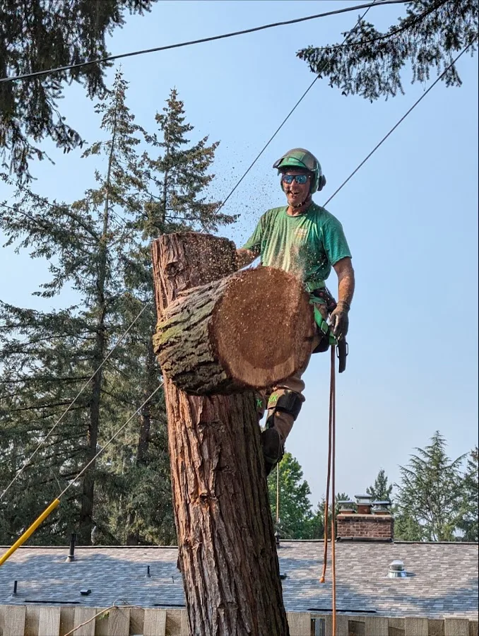 Very Good Stump Grinding & Tree Removal