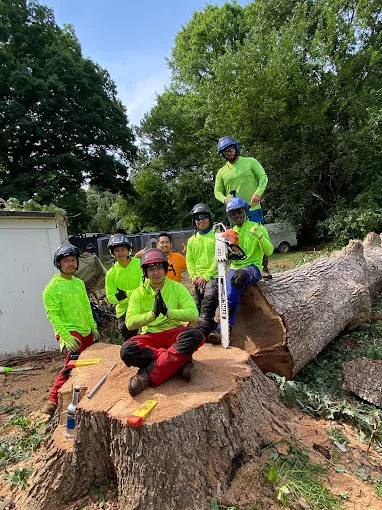 Viking Tree Experts