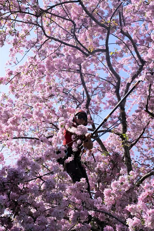 Vineland Tree Care gallery 2