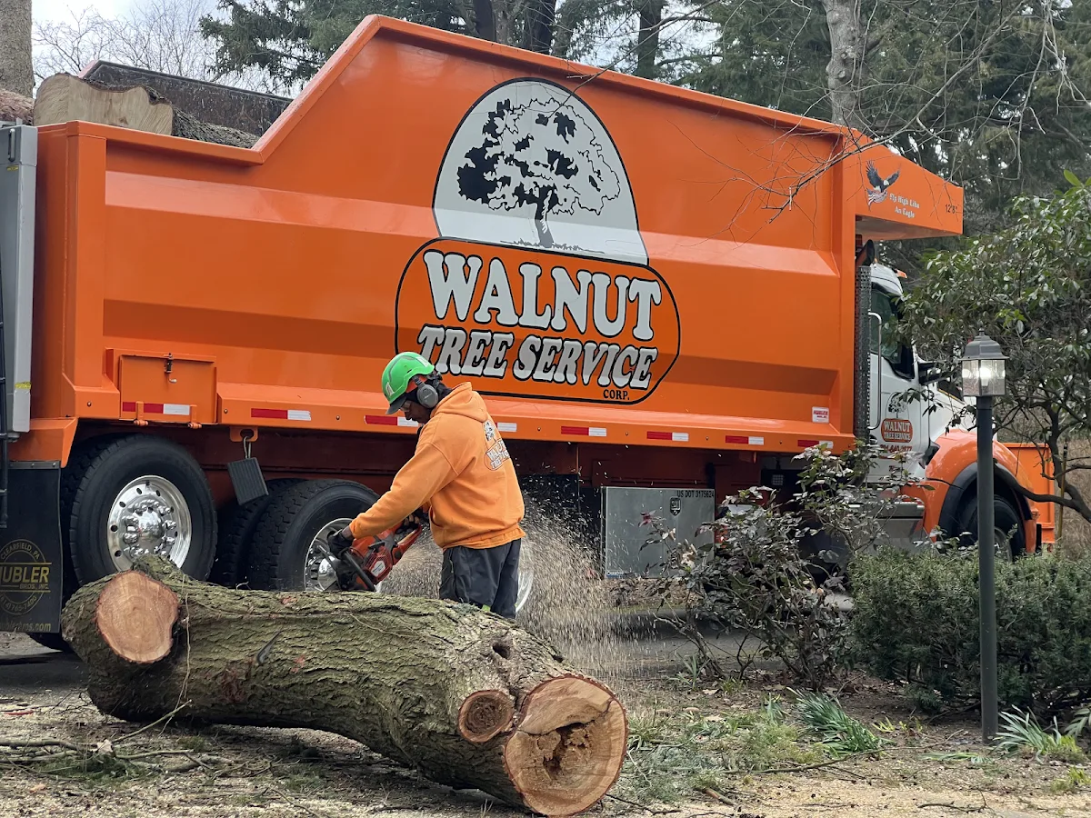 Walnut Tree Service work site