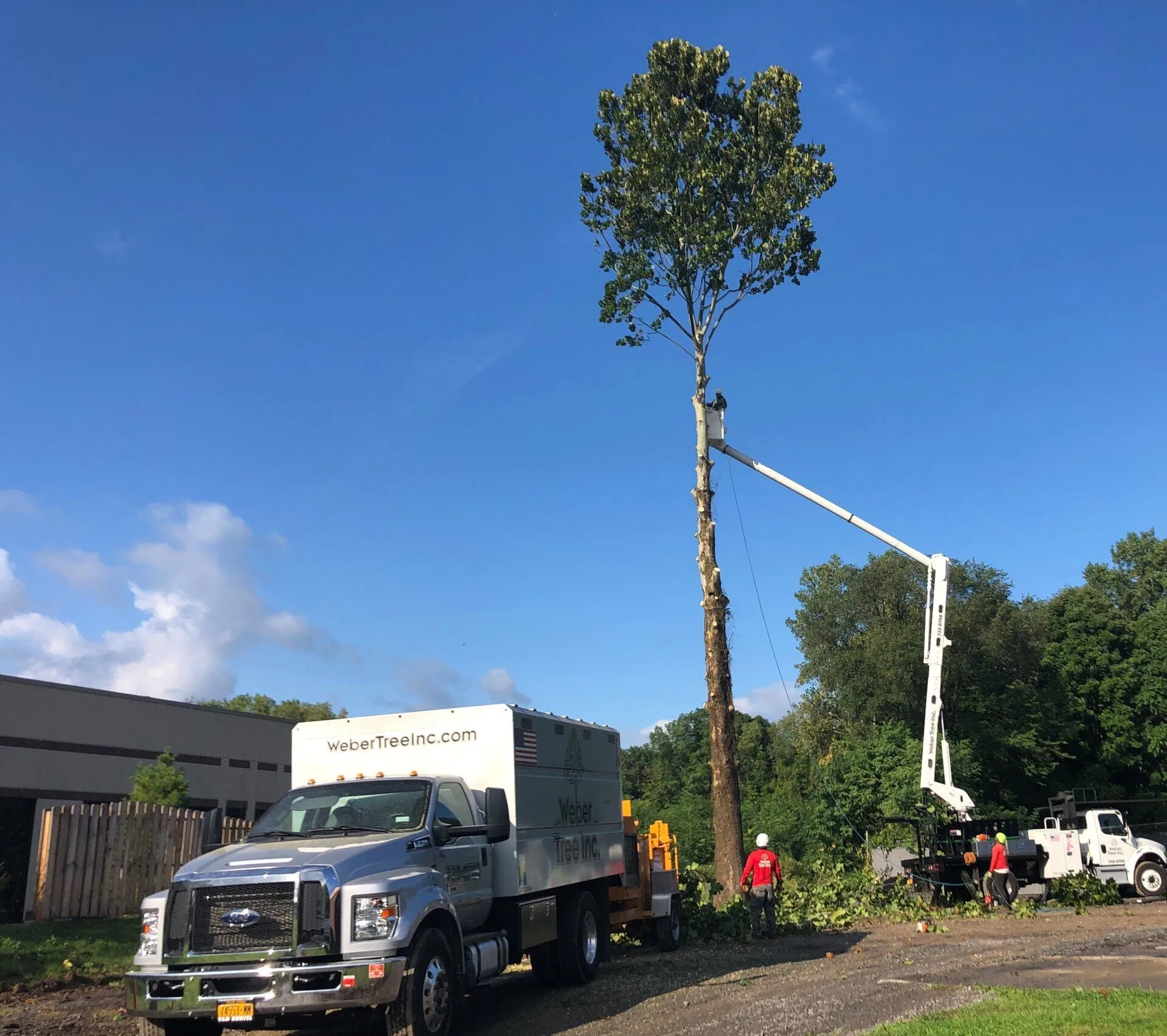 Weber Tree INC gallery 7
