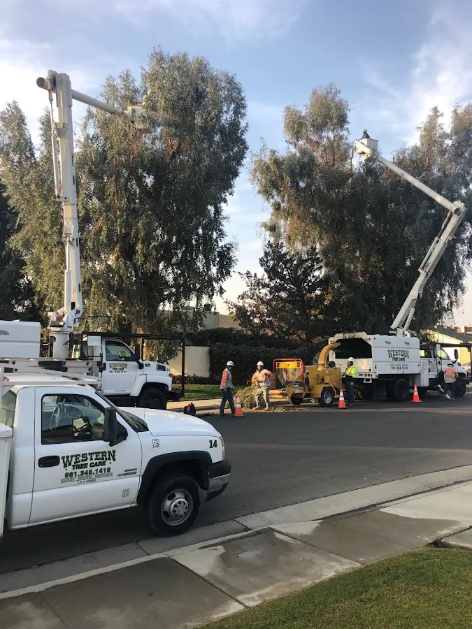 Western Tree Care Corp. work site