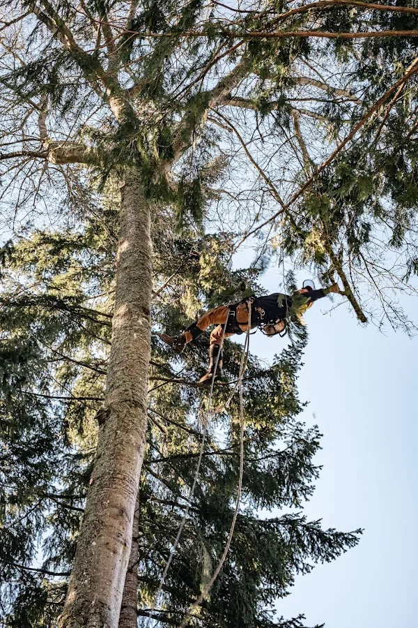 Western Washington Tree Service