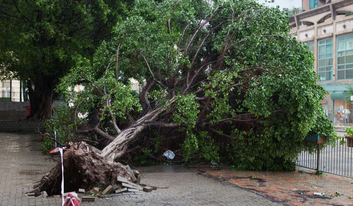 White Oak Tree Care Inc. gallery 2