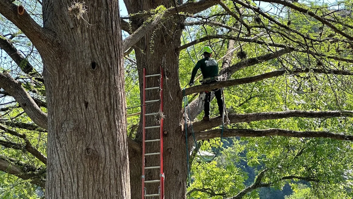 Wilder Tree Company