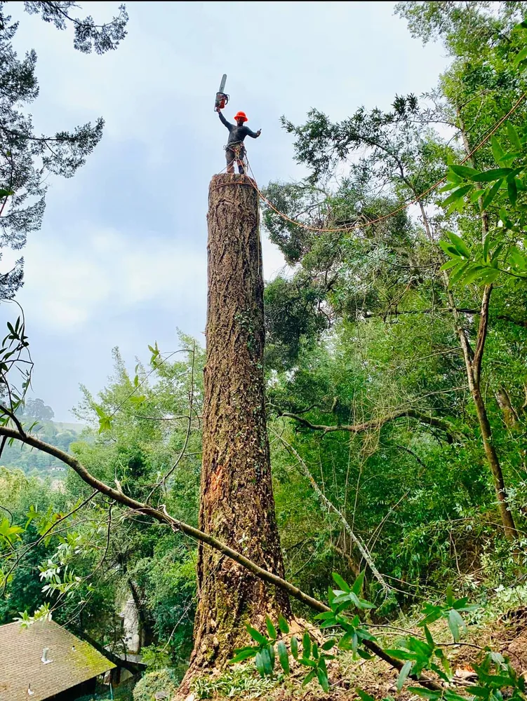 Williams Tree Service LLC gallery 3
