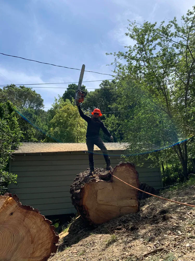 Williams Tree Service LLC gallery 4