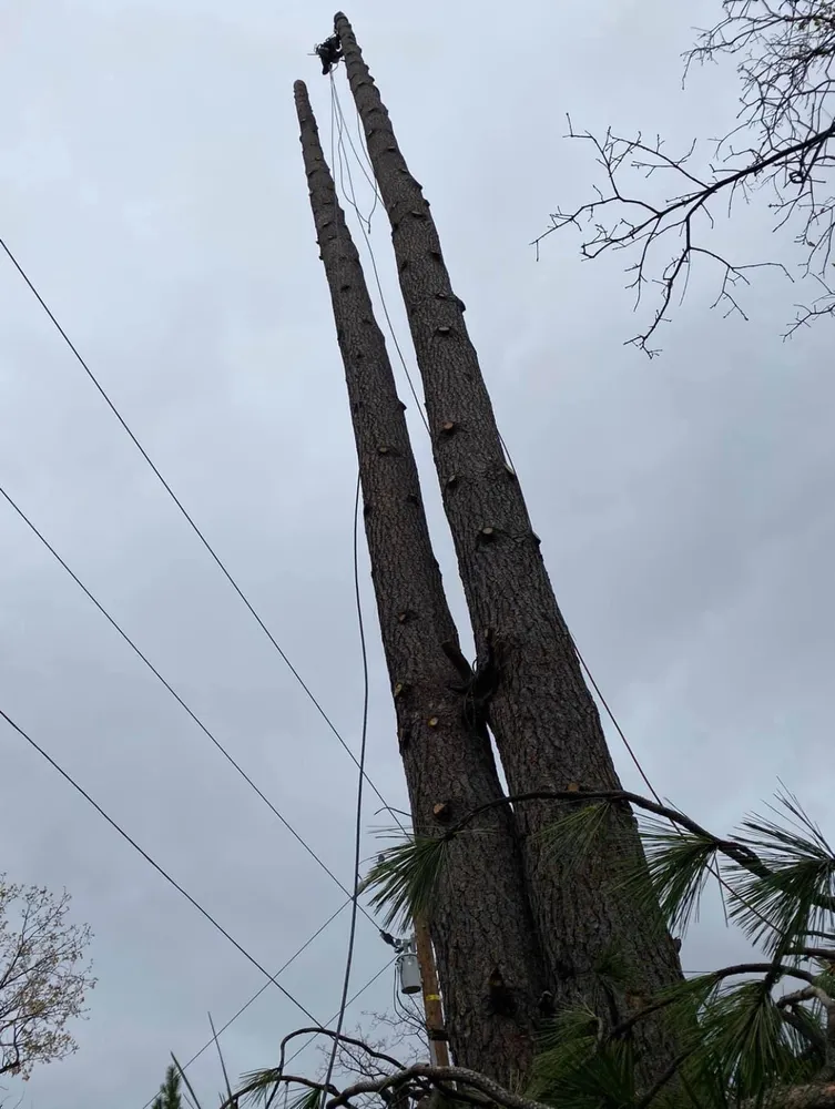 Williams Tree Service LLC gallery 5