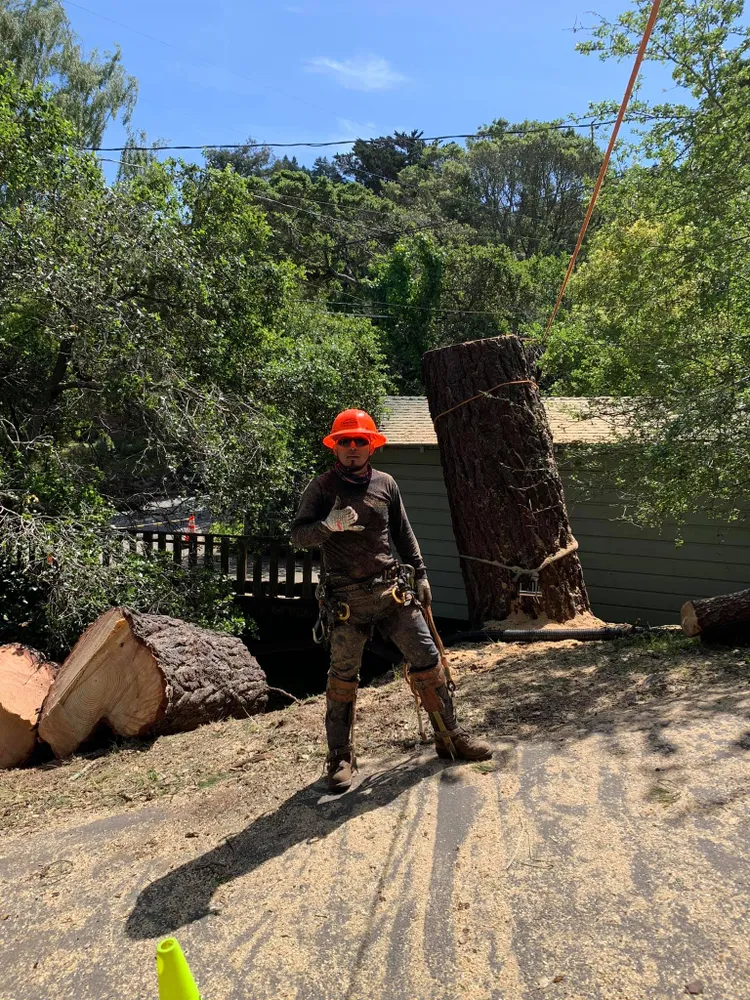 Williams Tree Service LLC gallery 6