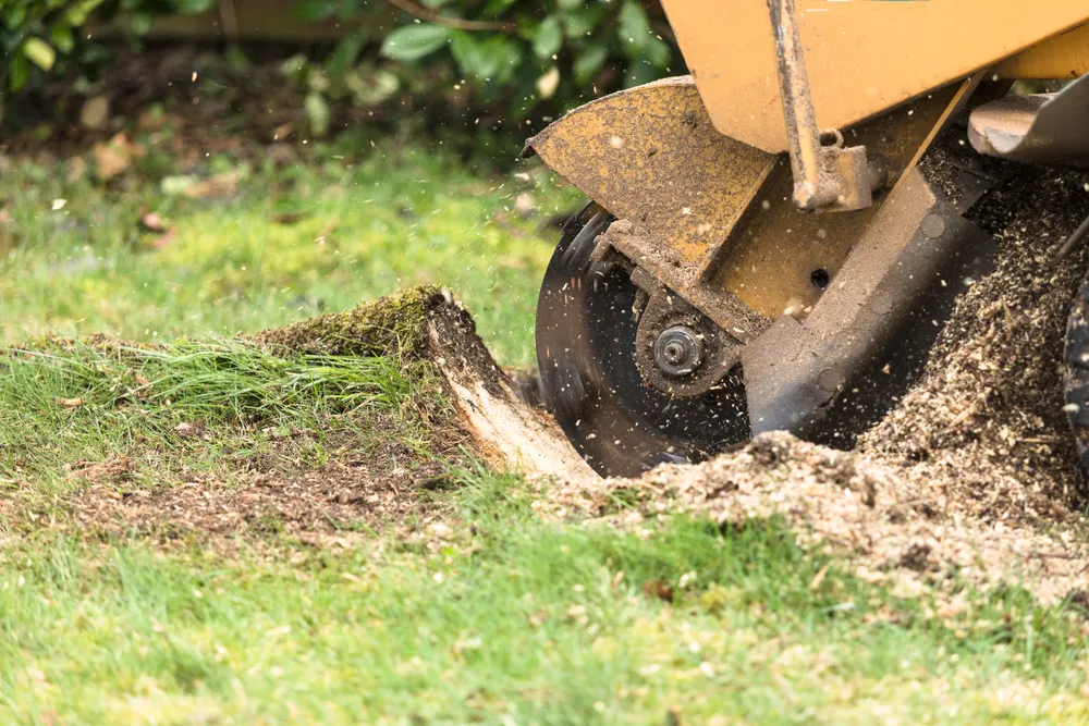 Williams Tree Service LLC gallery 7
