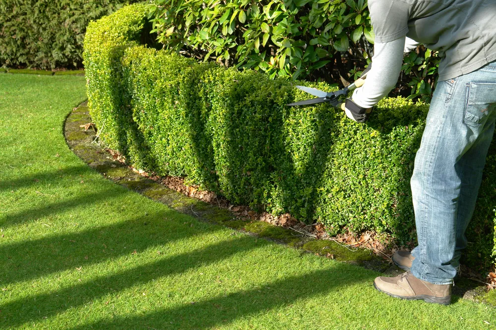 Williams Tree Service LLC gallery 8